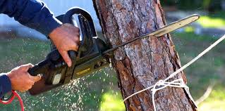 Trusted Enon, VA Tree Removal Services Experts