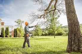 Best Palm Tree Trimming  in Enon, VA