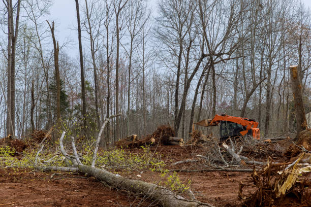 Best Tree Mulching  in Enon, VA