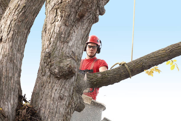 How Our Tree Care Process Works  in  Enon, VA